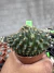 Gymnocalycium Thornless Cristata Vaso 6 Cod 16