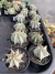 Astrophytum Ornatum var. Mirbelii vaso 7 ( Sortidos) na internet