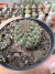 Sulcorebutia canigueralii v. applanata Vaso 8 - comprar online