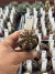 Gymnocalycium Híbrido Daydream vaso 6 Cod 57 - comprar online