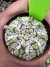 Astrophytum Asteria vaso 6 cod 81