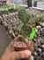 cacto Opuntia Microdasys Orelha de Mickey Cristata vaso 11 Cod 7 na internet