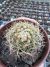 DISCOCACTUS ARANEISPINUS Vaso 7
