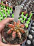 Gymnocalycium Multicolor pote 9 Cod 14