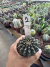 Gymnocalycium Thornless Vaso 6 Cod 1 - comprar online