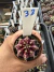 Gymnocalycium Híbrido Daydream vaso 6 Cod 33 - comprar online