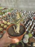 Pachypodium gracilius Vaso 11