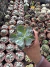 Echeveria Linguas vaso 9 - comprar online