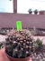 Gymnocalycium M. Cristata vaso 9 G31 na internet