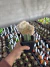 Cleistocactus Strausii - Cristata Exertado vaso 12 - comprar online