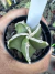 Astrophytum Híbrido vaso 7 cod 6