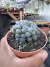 Haworthia de Vidro Cooperi importada vaso 9 na internet