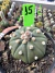 Asteria vaso 9 cod 15