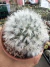 Mammilaria splendens vaso 11