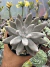 Echeveria Tolimanensis vaso 11 - comprar online