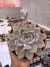 Echeveria Bervely cuia 17