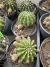 Echinopsis Oxygona vaso 11 flores sortidas - sjplantas