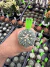Astrophytum Asteria vaso 6 cod 79 - comprar online