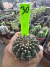 Gymnocalycium Thornless Vaso 6 Cod 30