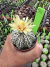Astrophytum Asteria vaso 6 cod 56