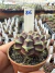 Gymnocalycium Híbrido Daydream vaso 6 Cod 86 - comprar online
