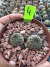 Sulcorebutia Rauschii Violacidermis vaso 9 Cod 4