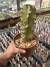 Euphorbia ammak Variegata vaso 15