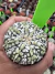Astrophytum Asteria vaso 6 cod 50