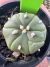 Asteria goryo vaso 7 cod 1