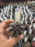 Gymnocalycium Híbrido Daydream vaso 6 Cod 61 - comprar online