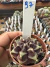 Gymnocalycium Híbrido Daydream vaso 6 Cod 97 - comprar online