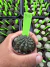 Gymnocalycium Thornless Vaso 6 Cod 56 - comprar online