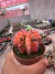 Gymnocalycium variegata raiz própria vaso 9 cod 187 - sjplantas