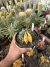 Gymnocalycium Variegata Matriz vaso 15 Cod 23 - comprar online