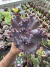 Echeveria Gibbiflora Jane Naylon vaso 15 - comprar online
