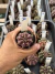 Gymnocalycium Híbrido Daydream vaso 6 Cod 30 - comprar online
