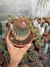 Notocactus Schlosserrii vaso 14 - comprar online