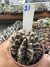 Gymnocalycium Híbrido Daydream vaso 6 Cod 21