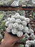 Mammilaria Gracilis cv Arizona Snowcap vaso 11