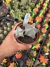 Kit Astrophytum vaso 11 Cod 1 - comprar online