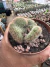 Chamacereus Cristata vaso 11 ( sortidos ) - sjplantas