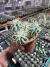 Ferocactus Glausensis vaso 15 Colônias - comprar online