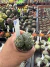 Astrophytum Asteria vaso 6 cod 31 na internet