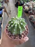 Cacto lua Variegata raiz própria vaso 11 Cod 5 - comprar online