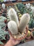 Astrocephalocereus Dybowskii Vaso 15 na internet