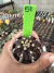 Gymnocalycium T- Rex vaso 6 cod 51 - comprar online