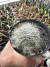 Sulcorebutia Gerosenillis vaso 9 na internet