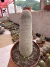 Mammilaria Matudae vaso 14 (cacto anaconda) - comprar online