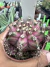Gymnocalycium T- Lux vaso 6 cod 9