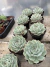 Echeveria Pink Tips vaso 11 - comprar online